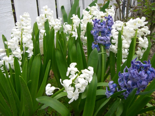 Spring Garden - Hyacinths