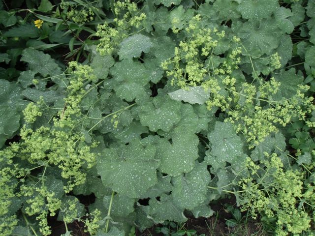 Blog Photo - Garden rain lady's mantle drenched