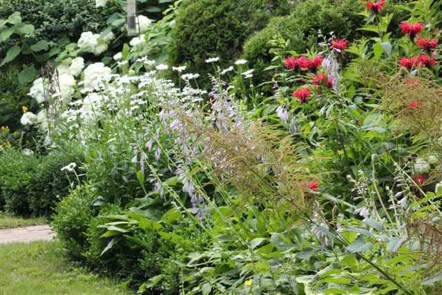 Blog Photo - Garden Tall flowers gone wild