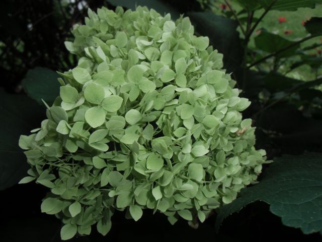 Blog Photo - Last Blooms - Green Hyrdrangea