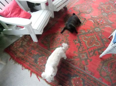 Blog Photo - Verandah - dogs on old rug