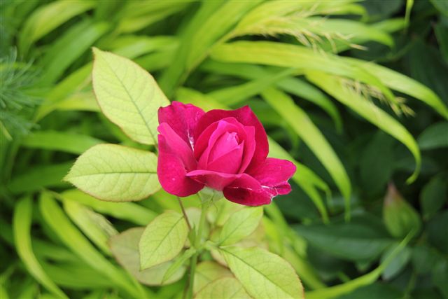 Blog Photo - Mary's Garden Single Rose