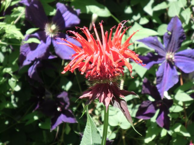 Blog Photo - Garden - Red Bee Balm and purple clems