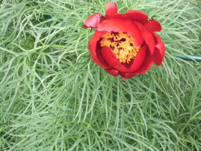 Blog Photo - Garden - Red fernleaf peony