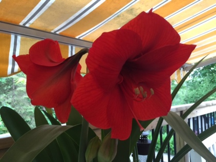 Blog Photo - Amaryllis in full bloom