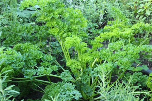 blog-photo-herb-garden-parsley