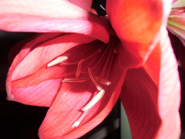 Blog Photo - Amaryllis Blooms CU1