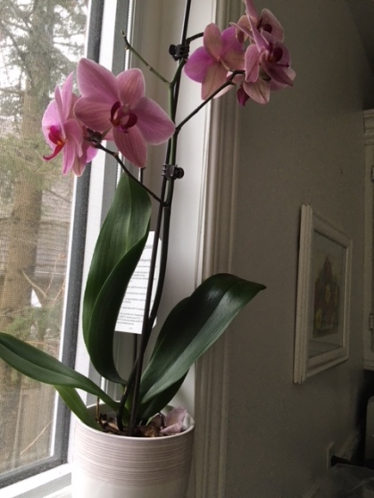 Blog Photo - Orchid pink on ledge