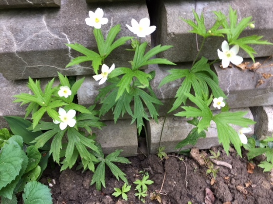 Blog Photo - Garden Whtie flowers against wall