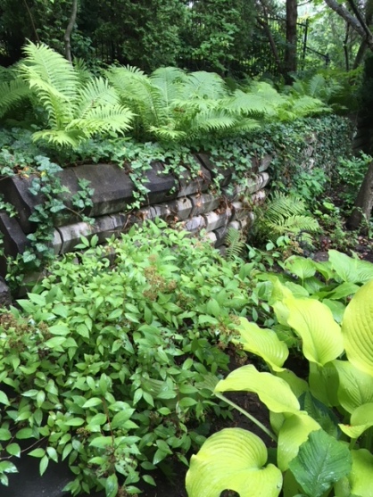 Blog Photo - Garden Ferns over wall 2