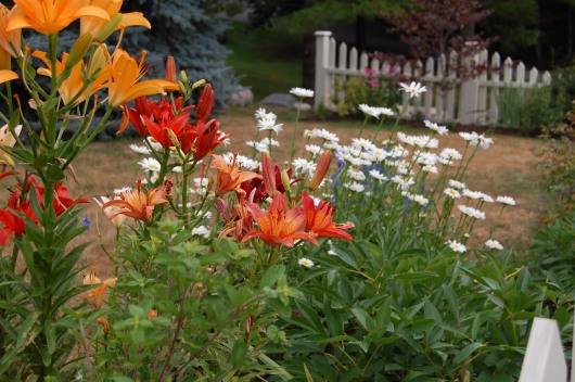 Blog Photo - Carol Garden orange lilies - picket fence in bg