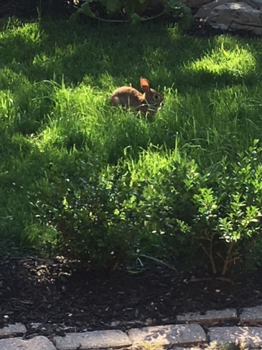 Blog Photo - Rabbit in tall grass