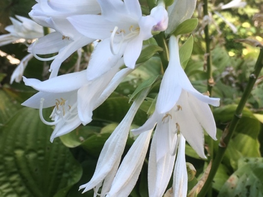 Blog Photo - Late summer garden hosta white fragrant CU2