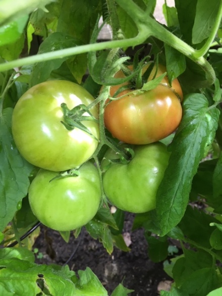 Blog Photo - Late summer garden tomatoes