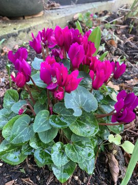 Blog Story - Ciaran Early Spring flowers
